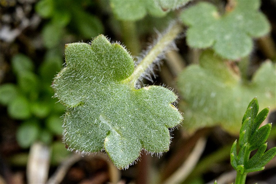 Saxifraga cernua photo