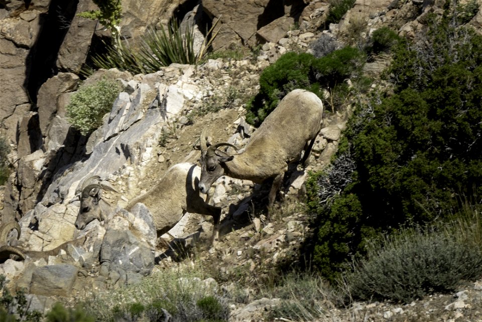Desert Bighorn sheep (Ovis candensis nelsoni) running downhill near Keys View