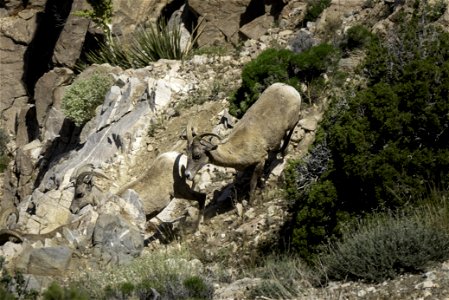 Desert Bighorn sheep (Ovis candensis nelsoni) running downhill near Keys View photo