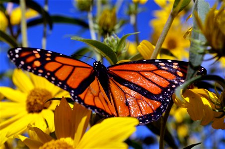 Monarch wings in detail as it rests on Maximillian's sunflower.