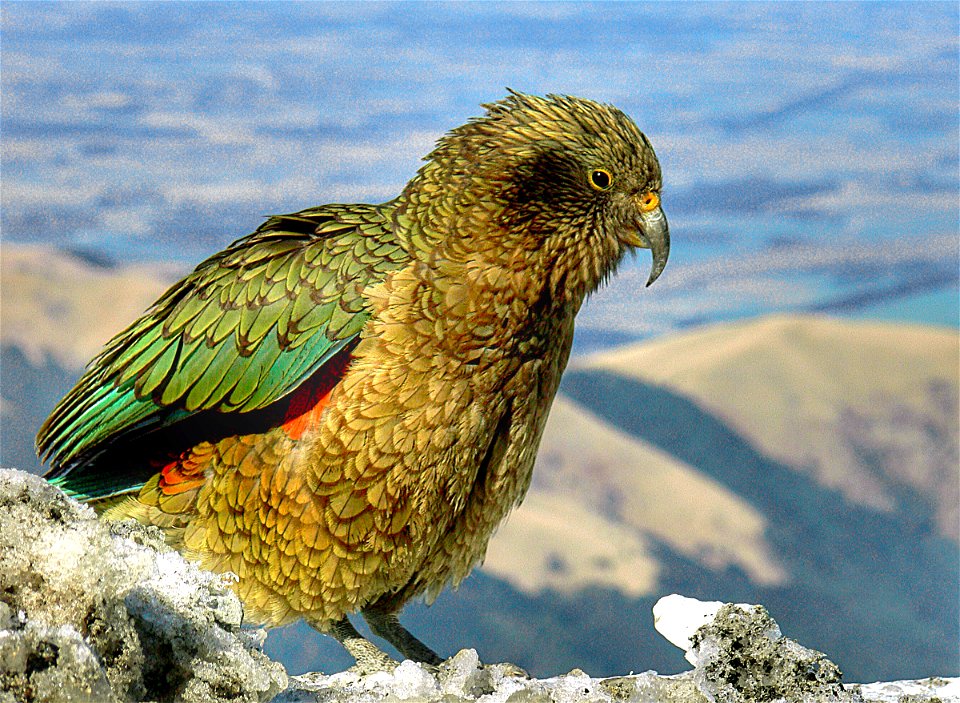 The Kea. photo