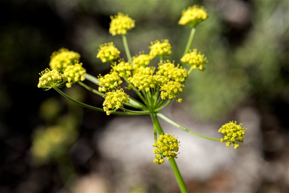 Lomatium simplex