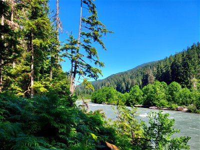 Sauk River from the Old Sauk Trail, Mt. Baker-Snoqualmie National Forest.  Photo by Anne Vassar June 22, 2021.