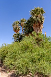 Mesquite (Prosopis glandulosa) in the Oasis of Mara photo