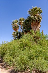 Mesquite (Prosopis glandulosa) in the Oasis of Mara