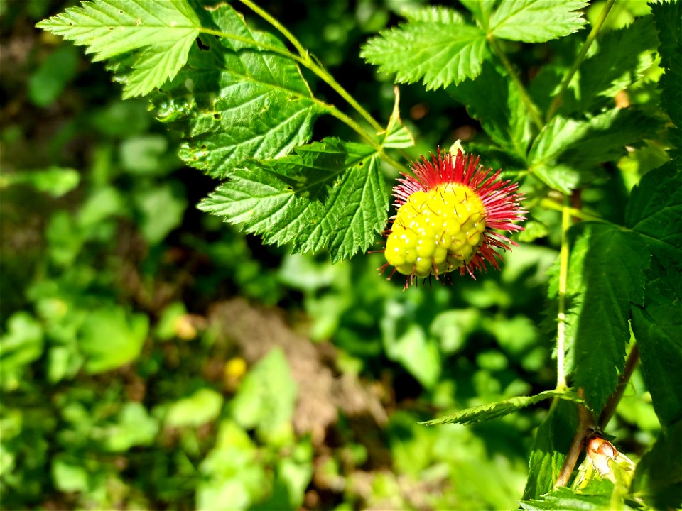 Salmonberries. Old Sauk Trail, Mt. Baker-Snoqualmie National Forest. Photo by Anne Vassar June 2, 2021.