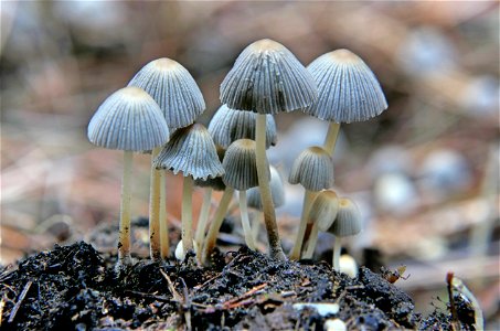 Fairy inkcaps. photo