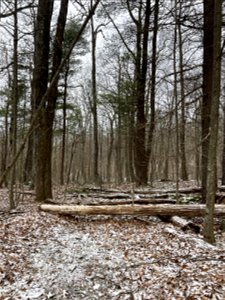 Downed trees on Pass Mountain Trail