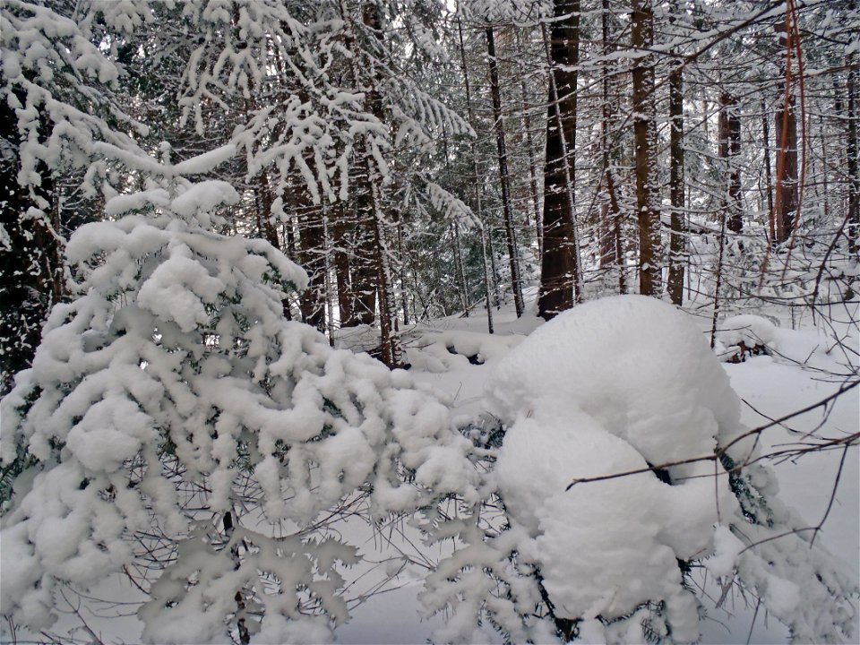 Winter at Seney National Wildlife Refuge photo