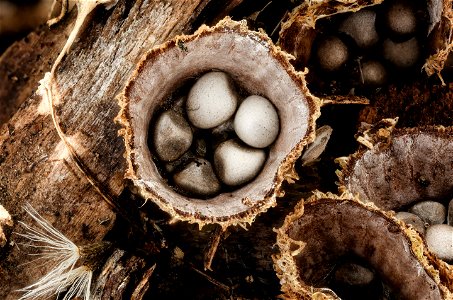 Birds nest fungi_PMax UDR 01 copy