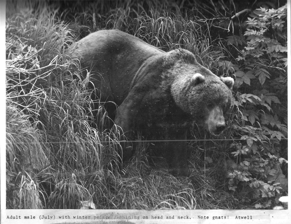 (1971) Note the Gnats photo