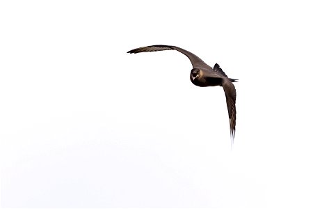 Parasitic jaeger in flight photo