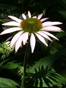 Plant petals stamen