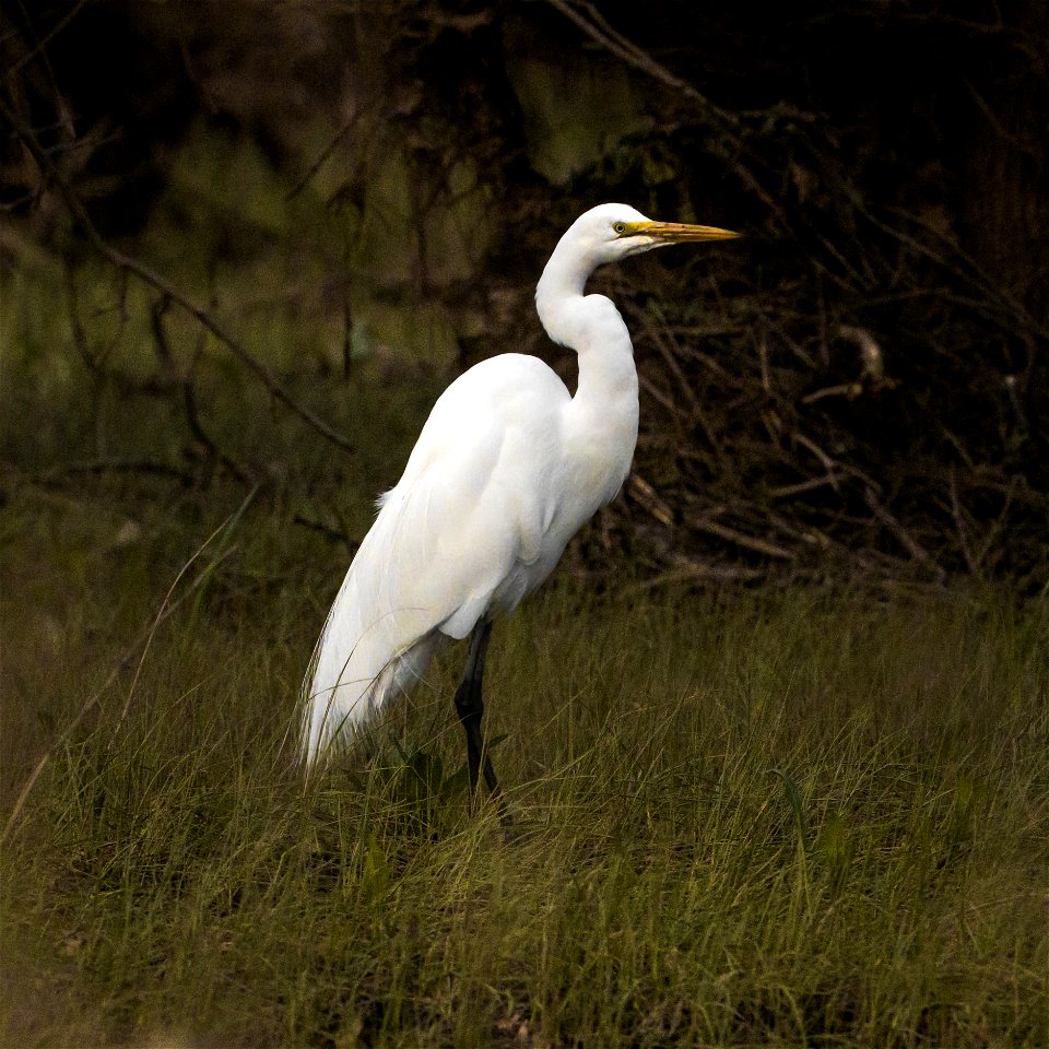 Great Egret photo