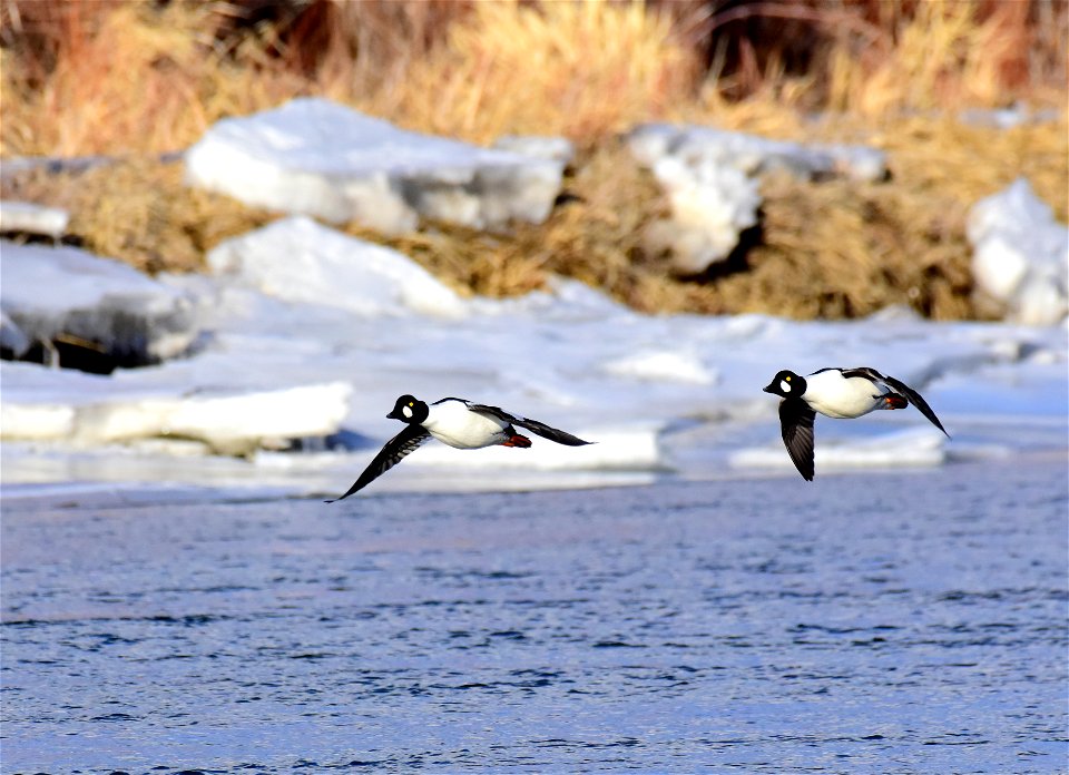 Common goldeneye at Seedskadee National Wildlife Refuge