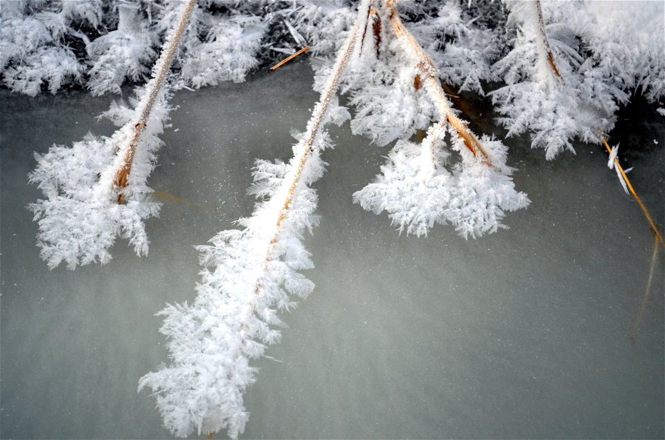 Creek Frost photo