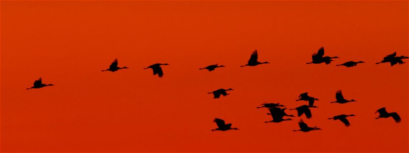 Sandhill Cranes at Sunset Huron Wetland Management District South Dakota photo