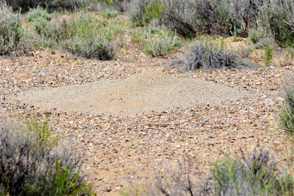 Western Harvester Ant (Pogonomyrmex occidentalis) at Seedskadee National Wildlife Refuge Wyoming