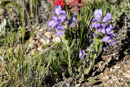 Penstemon eriantherus var. eriantherus