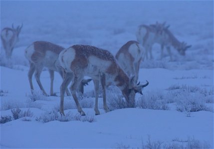 Pronghorn on Seedskadee National Wildlife Refuge