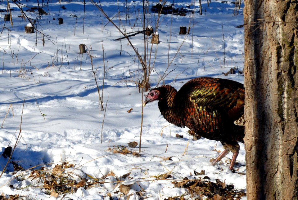 Hungry Hens! Female Turkeys are called hens.