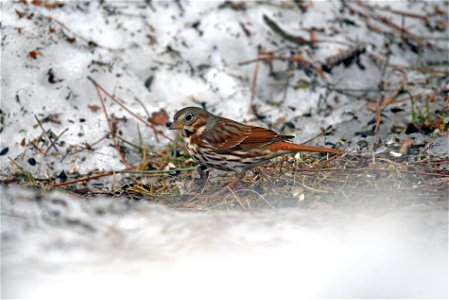 Fox sparrow in the snow photo