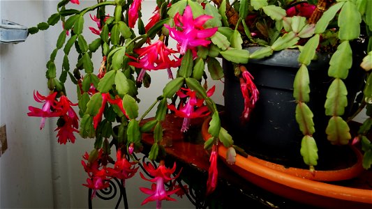 Christmas-cacti_2023_0208_151931