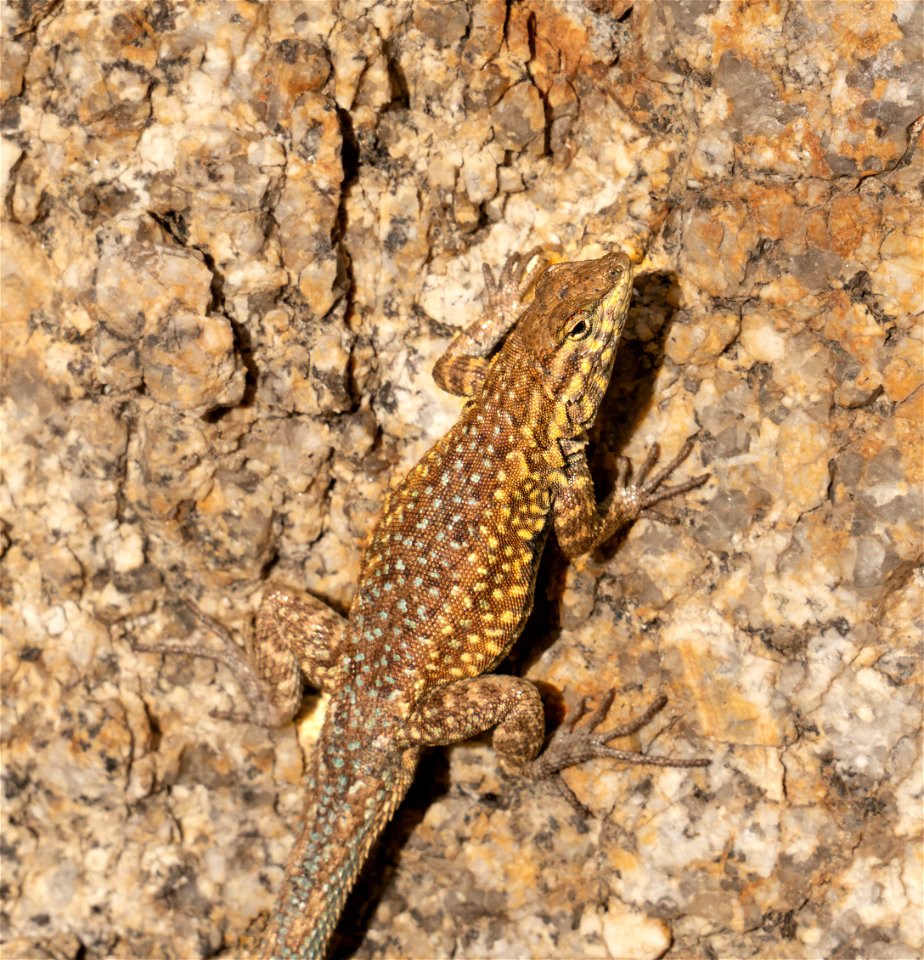 Western Fence Lizard at the Alabama Hills