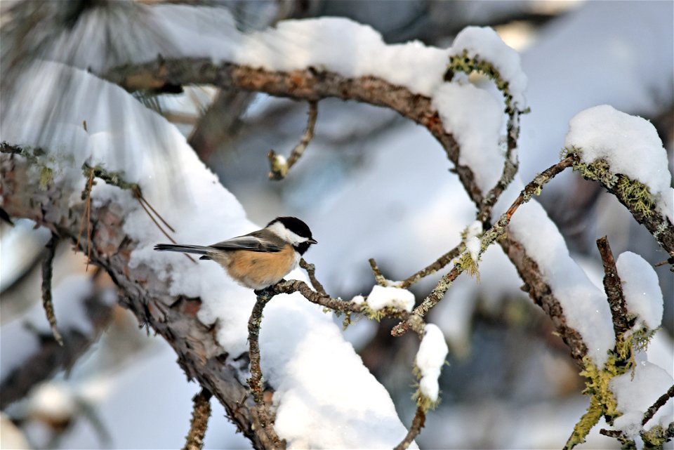 Black-capped chickadee
