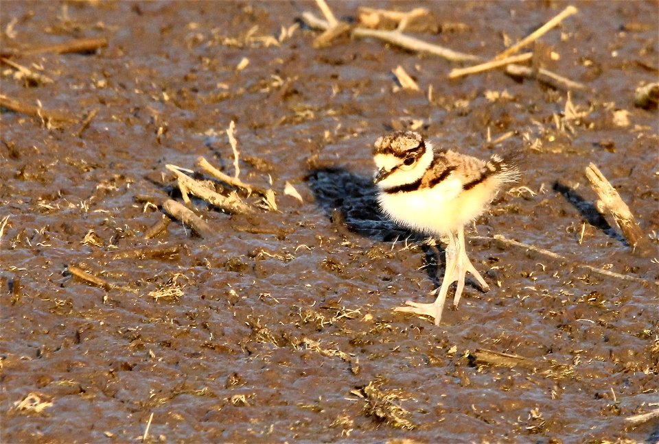Recently hatched Killdeer Chick at the Huron Wetland Management District, South Dakota