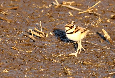 Recently hatched Killdeer Chick at the Huron Wetland Management District, South Dakota photo