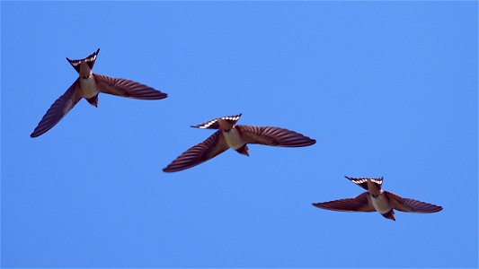 Junge Rauchschwalbe im Flug