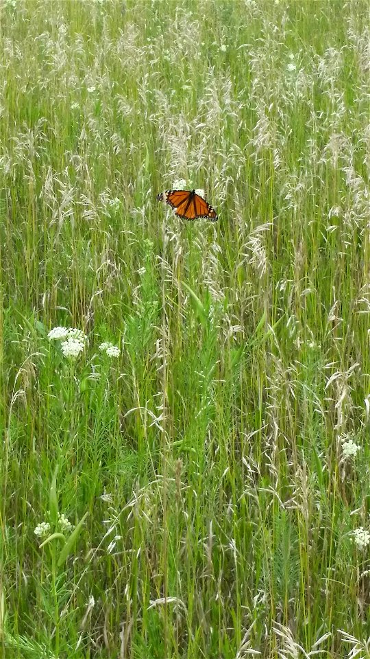 Monarch Butterfly and Whorled Milkweed Lake Andes Wetland Management District South Dakota