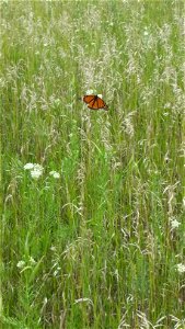 Monarch Butterfly and Whorled Milkweed Lake Andes Wetland Management District South Dakota