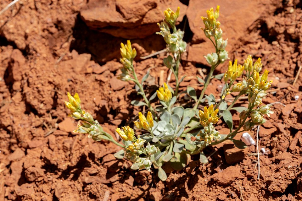 Physaria acutifolia