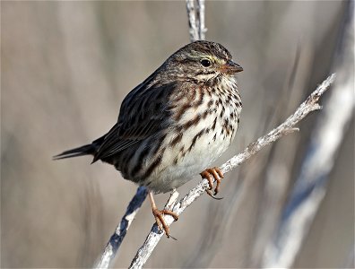 883 - SAVANNAH SPARROW (11-17-2021) morro bay, slo county, ca -02