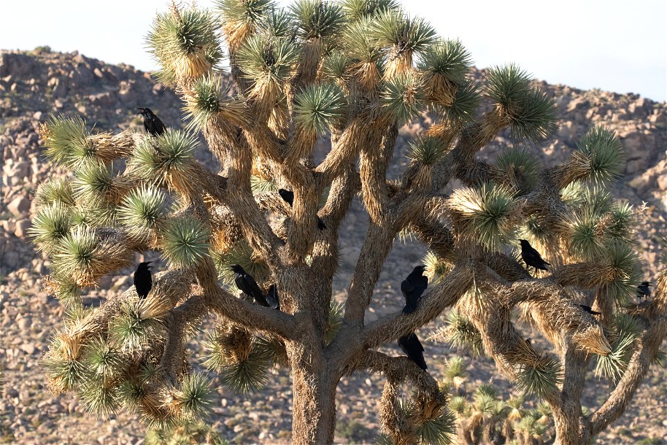 Ravens on Joshua trees