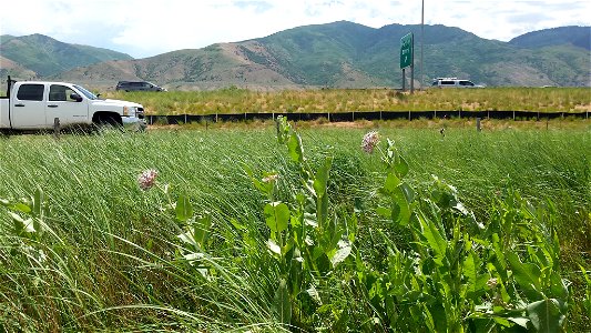 Roadside Milkweed in Utah photo