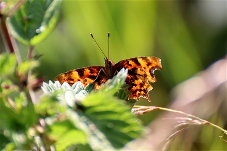 Comma Butterfly photo