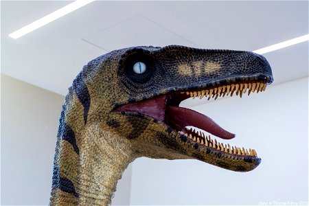 Maidstone Museum Dinosaur photo