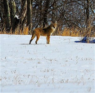 Coyote in the Snow photo