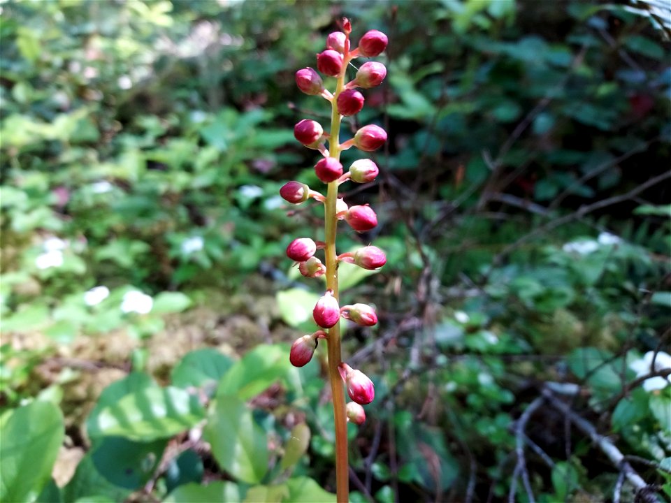Pink wintergreen, Mt. Baker-Snoqualmie National Forest. Photo by Anne Vassar June 17, 2021.