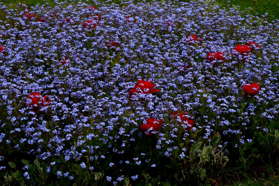 japanes_garden_rain_Herastrau (23)