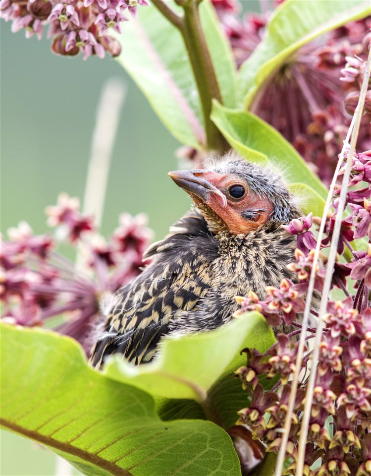 Fledgling red-winged blackbird on a common milkweed plant photo