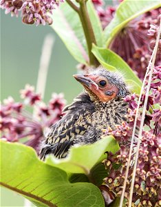 Fledgling red-winged blackbird on a common milkweed plant photo