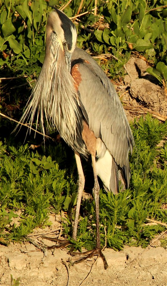 Great Blue Heron Bear River MBR photo