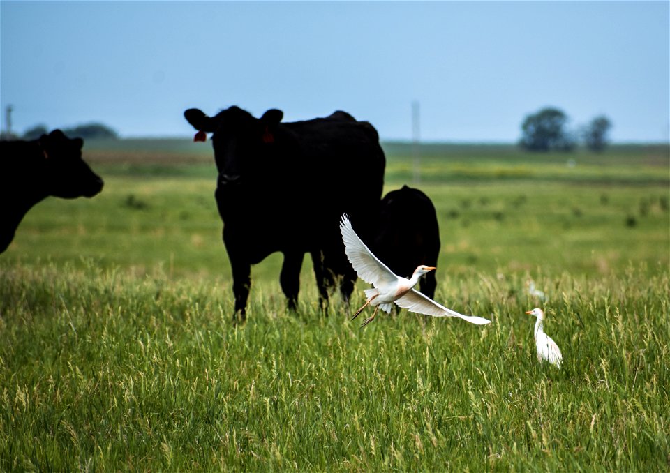 Cattle Egret with Management Cattle on Lake Andes Wetland Management District South Dakota.