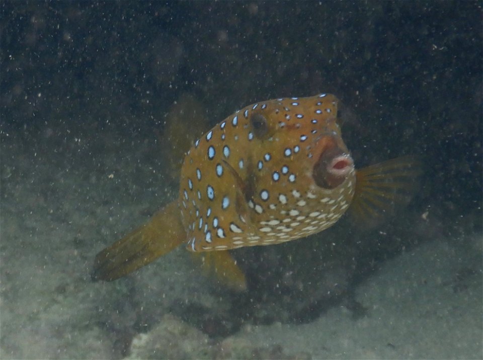 Ostracion cubicus 5