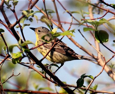 Female Kirtland's Warbler