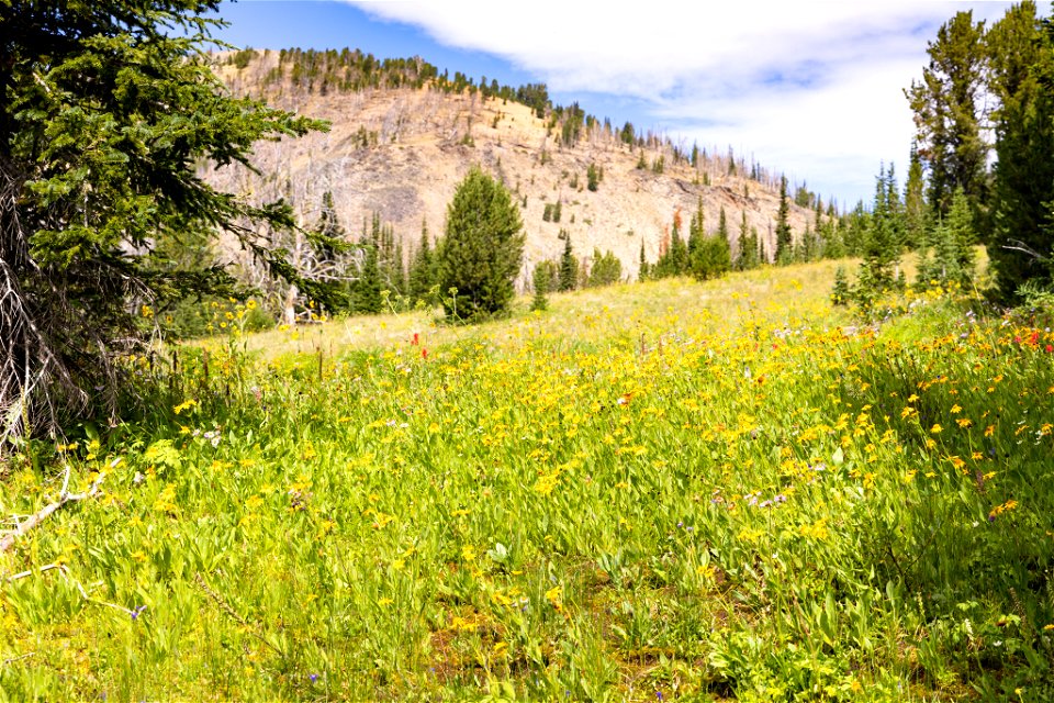 Wildfliwers near Fawn Pass